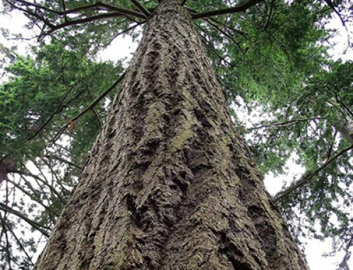 Le point sur les différentes essences de bois